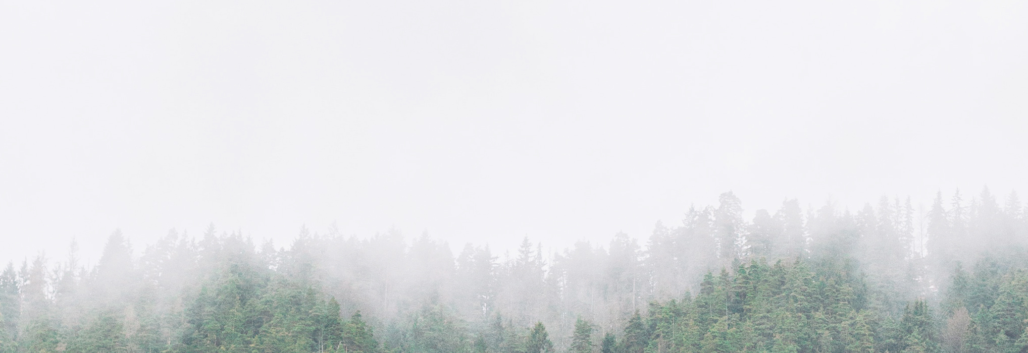 A foggy forest skyline